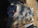 image of grave number 968540